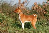 BASENJI 006